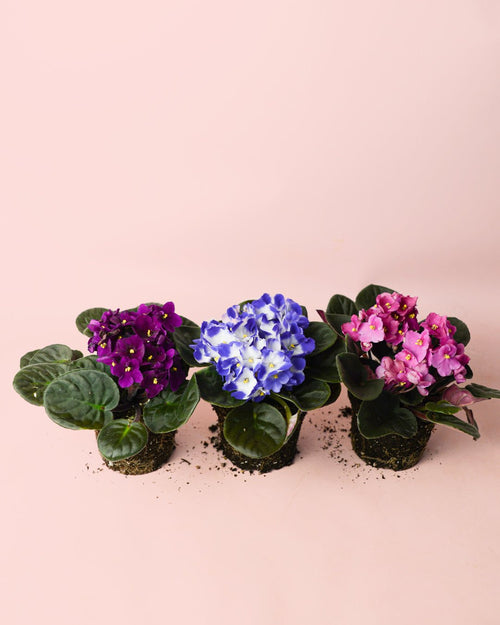 Violeta Africana Saintpaula Mix M - Pur Plant