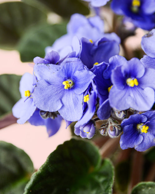 Violeta Africana Saintpaula Mix M - Pur Plant