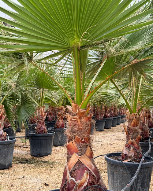 Washingtonia Robusta Palmera XXL - Pur Plant