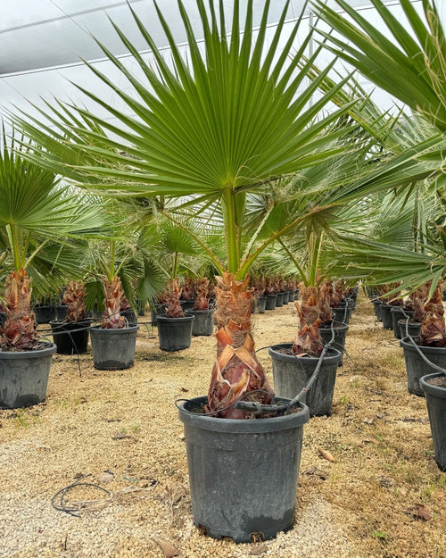 Washingtonia Robusta Palmera XXL - Pur Plant