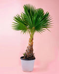 Washingtonia Robusta Palmera XXL