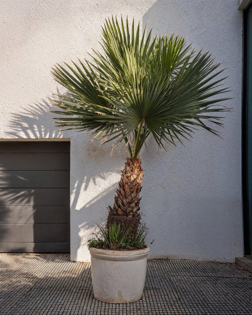 Washingtonia Robusta Palmera XXL - Pur Plant
