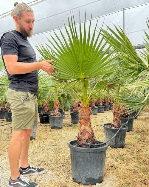 Washingtonia Robusta Palmera XXL - Pur Plant