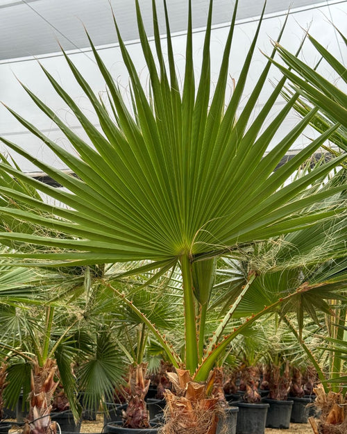 Washingtonia Robusta Palmera XXL - Pur Plant