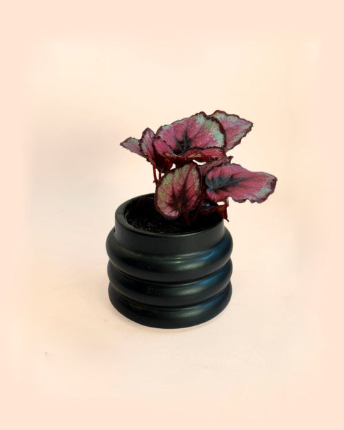 Wave – Mini Maceta Black 6 cm - Pur Plant