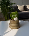 Wave – Mini Maceta Cerámica Dark Grey 6 cm - Pur Plant