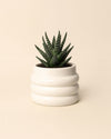 Wave – Mini Maceta Cerámica White 6 cm - Pur Plant