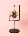 Tillandsias Mix Soporte Decorativo