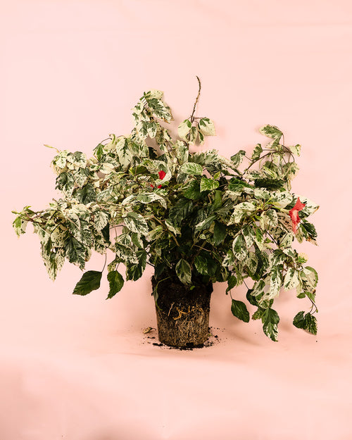 Hibiscus variegata planta