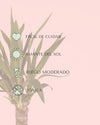 Yucca Elephantipes - Pur Plant