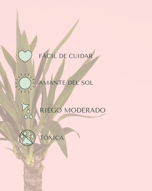 Yucca Elephantipes - Pur Plant