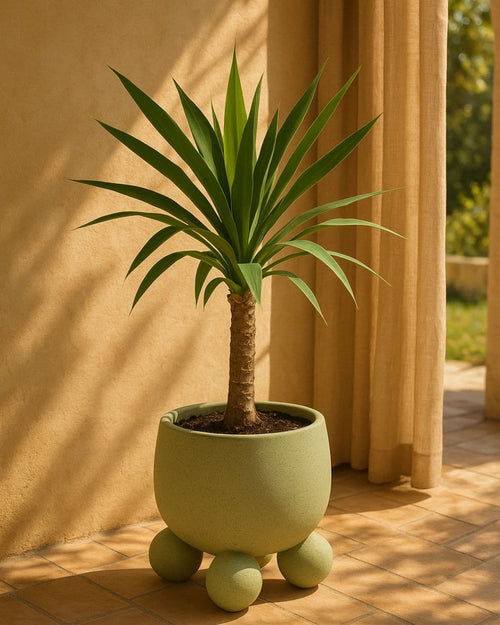 Yucca Elephantipes - Pur Plant