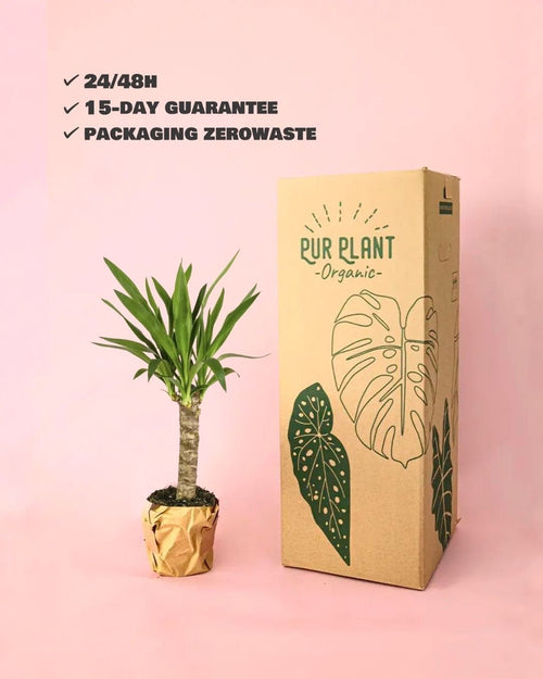 Yucca Elephantipes - Pur Plant