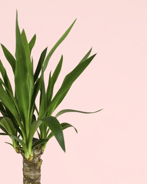 Yucca Elephantipes - Pur Plant