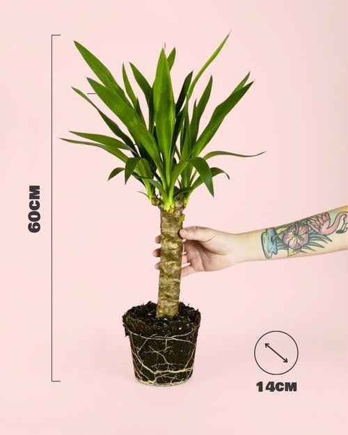 Yucca Elephantipes - Pur Plant