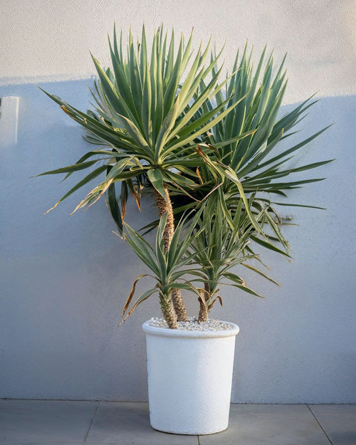 Yucca Elephantipes XXL - Pur Plant