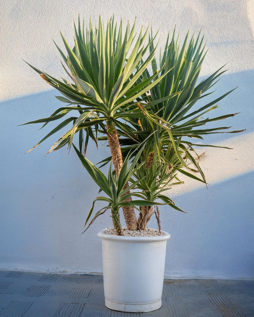 Yucca Elephantipes XXL - Pur Plant