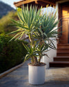Yucca Elephantipes XXL - Pur Plant