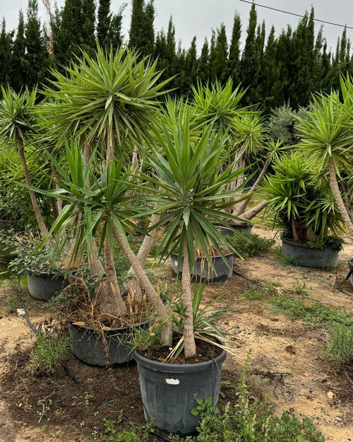 Yucca Elephantipes XXL - Pur Plant