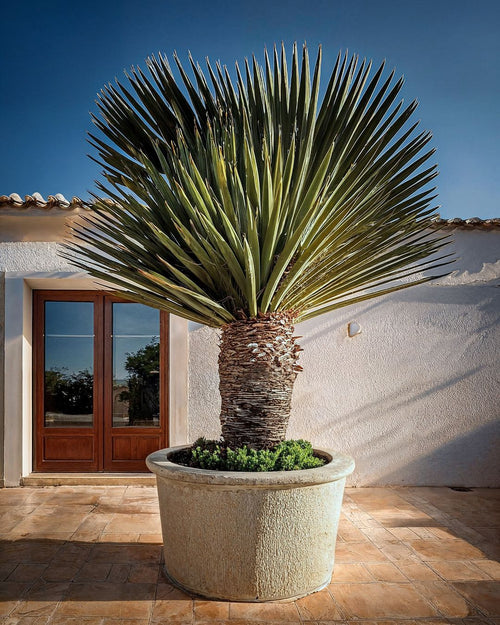 Yucca Rostrata XXL - Pur Plant