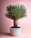 Yucca Rostrata XXL - Pur Plant