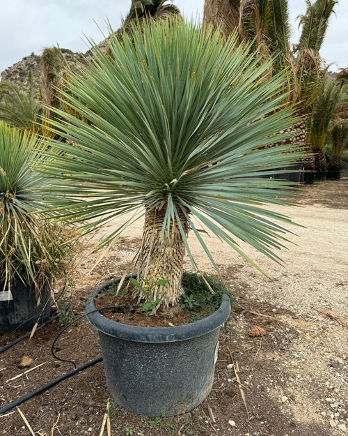 Yucca Rostrata XXL - Pur Plant