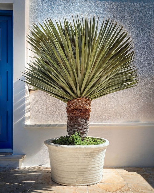Yucca Rostrata XXL - Pur Plant