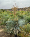 Yucca Rostrata XXL - Pur Plant