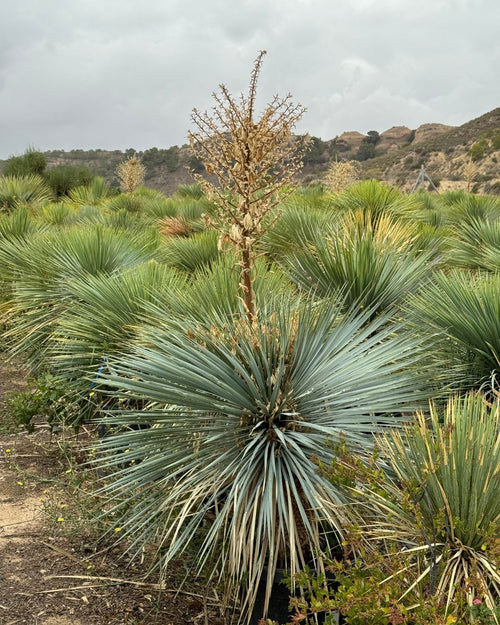 Yucca Rostrata XXL - Pur Plant