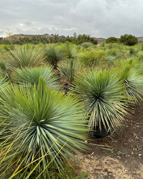 Yucca Rostrata XXL - Pur Plant