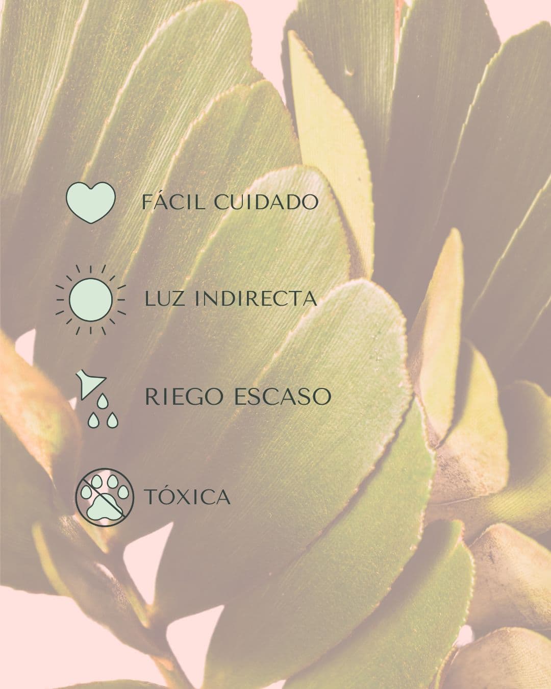 Zamia Furfuracea – Palma de Bola - Pur Plant