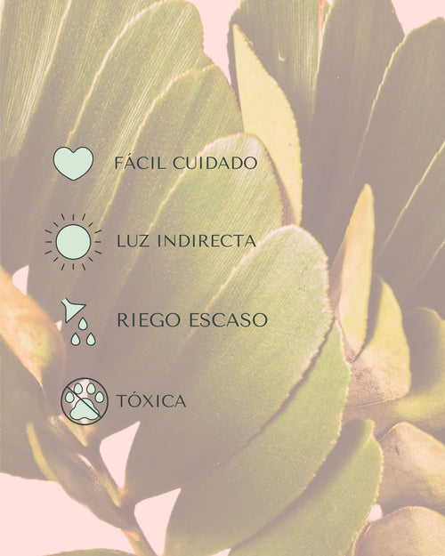 Zamia Furfuracea – Palma de Bola - Pur Plant