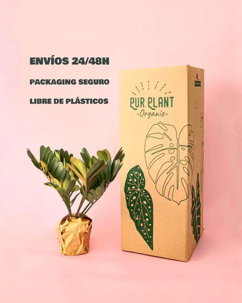 Zamia Furfuracea – Palma de Bola - Pur Plant