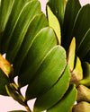 Zamia Furfuracea – Palma de Bola - Pur Plant
