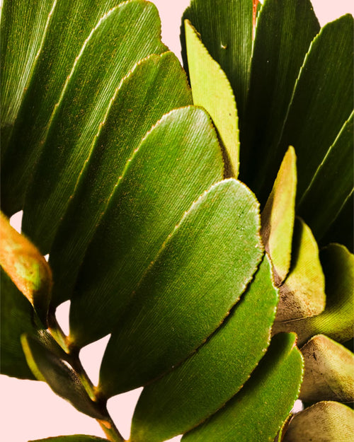 Zamia Furfuracea – Palma de Bola - Pur Plant