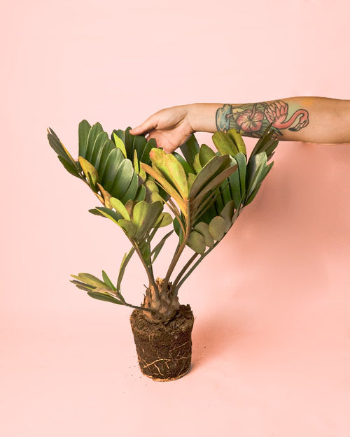 Zamia Furfuracea – Palma de Bola - Pur Plant