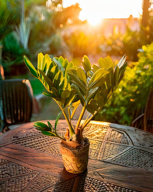 Zamia Furfuracea – Palma de Bola - Pur Plant