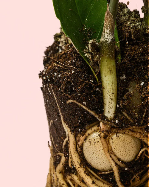 Zamioculca Zamiifolia M - Pur Plant