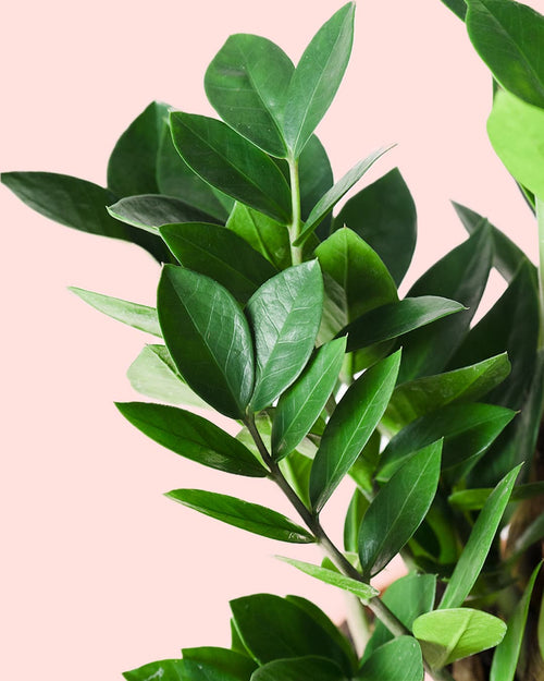 Zamioculca Zamiifolia M - Pur Plant