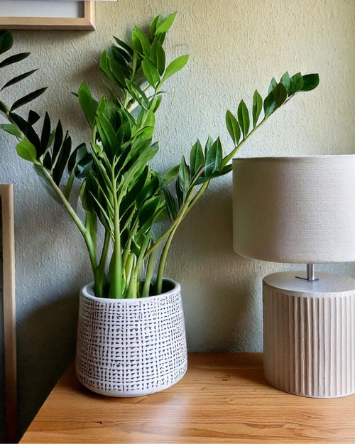 Pack 3x Plantas Medianas Resistentes