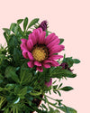 Gazania - Flor del Tesoro Mix M