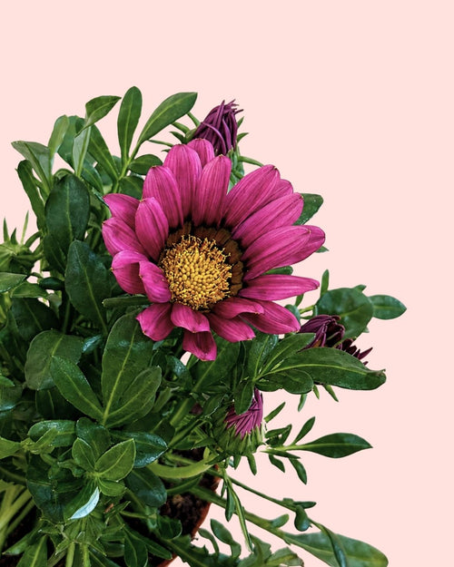 Gazania - Flor del Tesoro Mix M