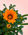 Gazania - Flor del Tesoro Mix M