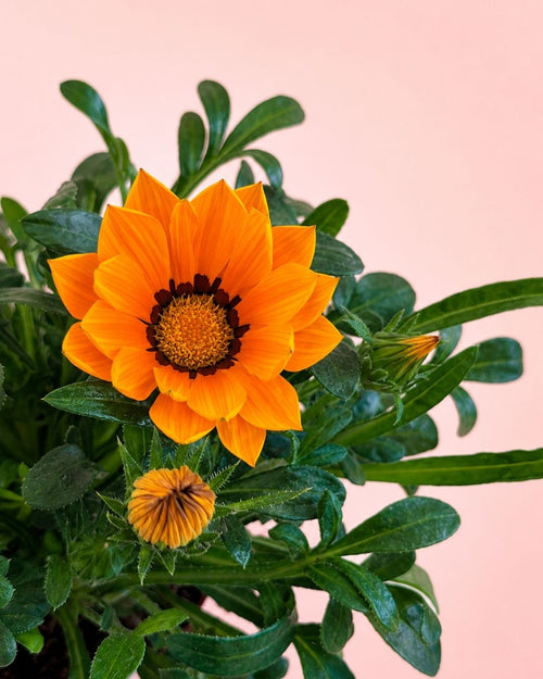 Gazania - Flor del Tesoro Mix M