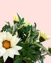Gazania - Flor del Tesoro Mix M