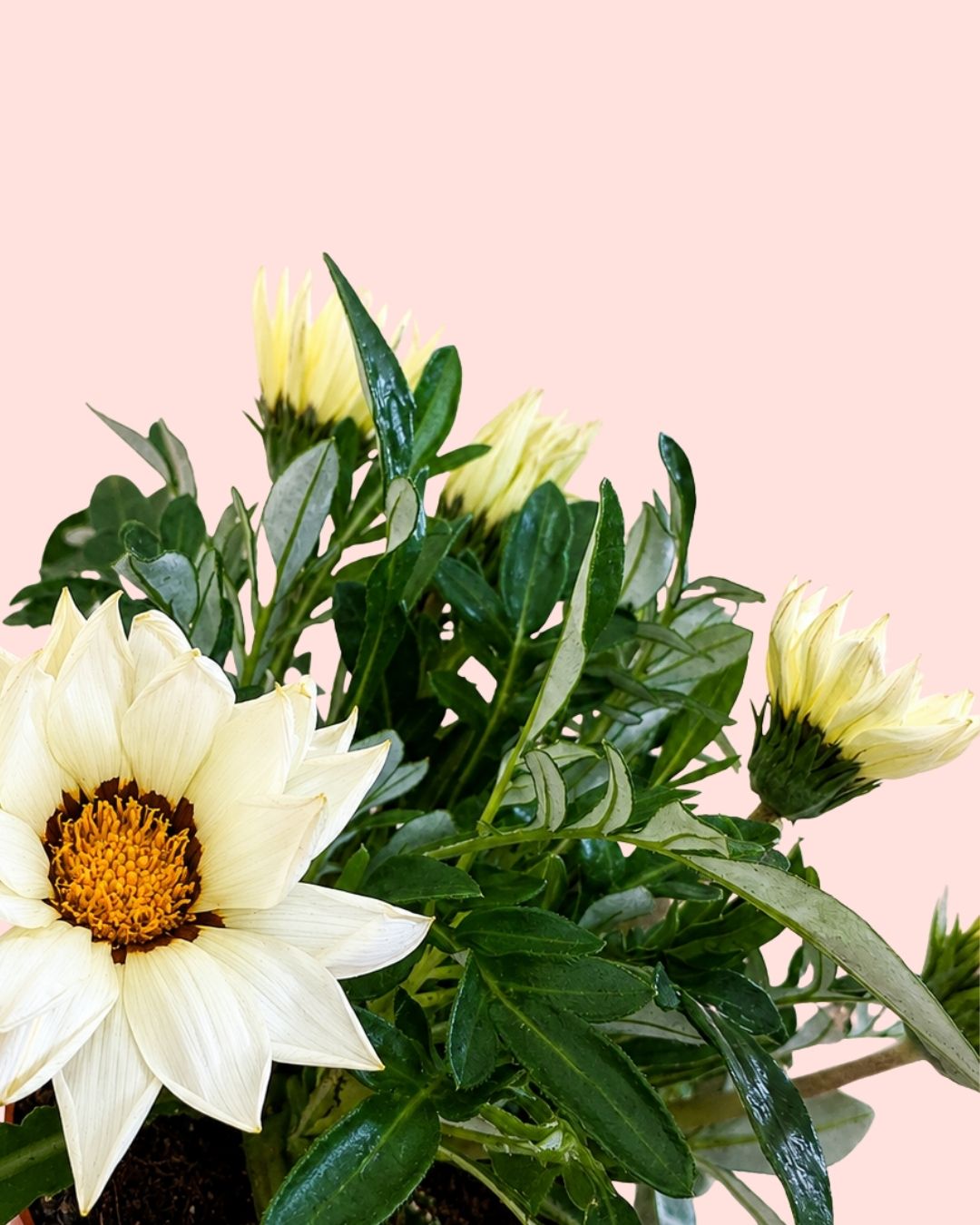 Gazania - Flor del Tesoro Mix M