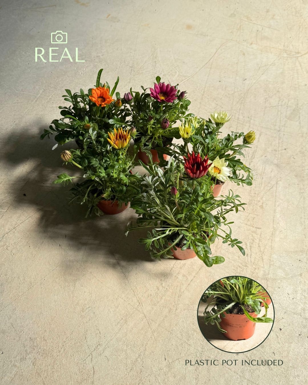 Gazania - Flor del Tesoro Mix M