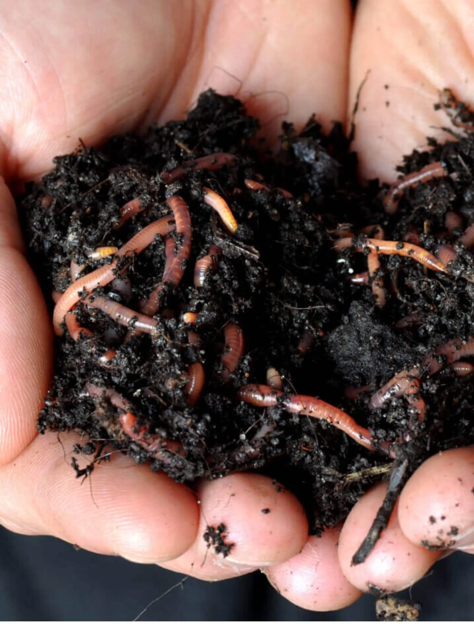 Lombrices Rojas Californianas para Compost