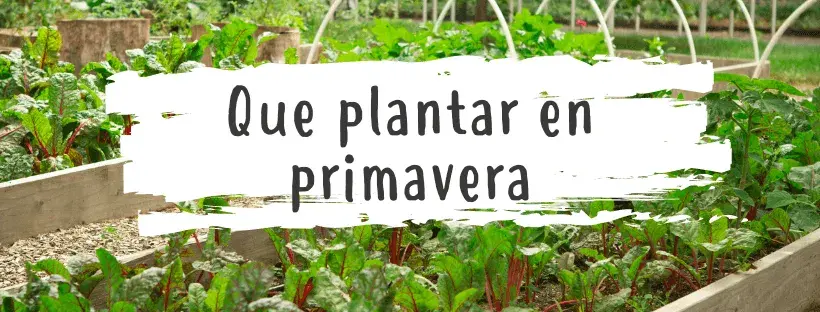 plantar huerto primavera