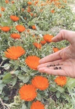 semillas orgánicas calendulas